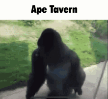 Ape Tavern GIF - Ape Tavern GIFs