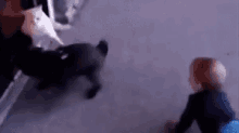 Cat Playtime GIF - Cat Playtime Dog GIFs