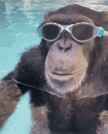 Monkey Aquapark GIF - Monkey Aquapark Glasses GIFs