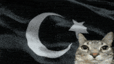 a cat standing in front of a black flag with a crescent moon and star on it