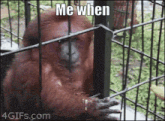 an orangutan is sitting in a cage with the words me when written on it .