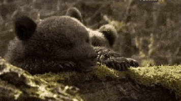 animals-bear-cubs.gif