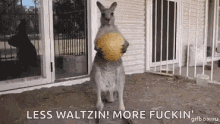 Kangaroo Fuckangaroo GIF - Kangaroo Fuckangaroo Aussie GIFs
