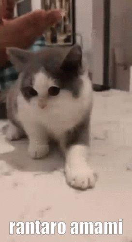 Rantaro Amami Cat GIF - Rantaro Amami Cat Cute - Discover & Share GIFs