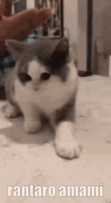 Rantaro Amami Cat GIF - Rantaro Amami Cat Cute GIFs