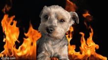 kris dog doggo fire chaos