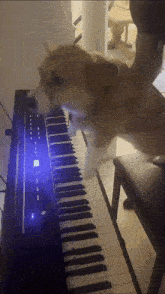 a dog is playing a piano with a blue light shining on it