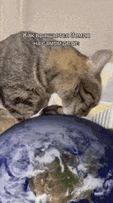 a cat is sniffing a globe with a caption that says " как вращается земля на самом деле "