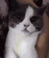 Mad Cat GIF - Mad Cat Cat GIFs
