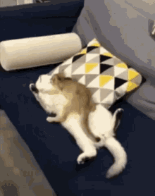 Cat Sleep GIF - Cat Sleep Lazy GIFs