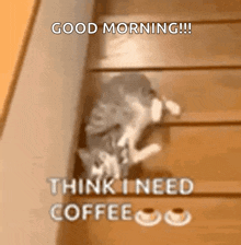 a cat is sitting on a set of wooden stairs with the words `` good morning !!! think i need coffee '' .