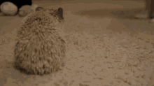 Gu GIF - Samoyed Dog Hedgehog GIFs