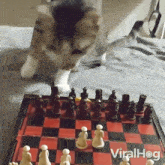 Playing Chess Viralhog GIF - Playing Chess Viralhog Picking Up A Chess Piece GIFs