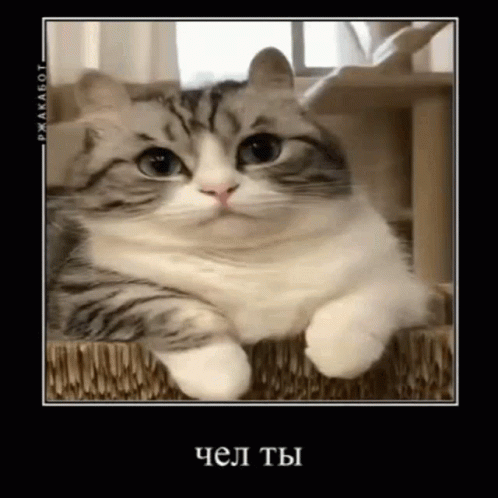 %D1%87%D0%B5%D0%BB%D1%82%D1%8B-%D1%82%D1%8B.gif