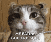 Cat Yogurt GIF - Cat Yogurt Lick GIFs