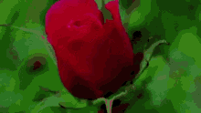 Roses Flower GIF - Roses Rose Flower GIFs