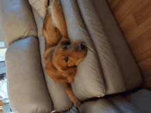 Perro GIF - Perro GIFs