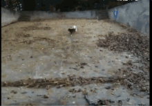 a dog is walking through a muddy area with a blue arrow pointing to the right