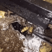 Feed Mealworm GIF - Feed Mealworm Spider GIFs