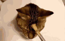 Cat Brush GIF - Cat Brush Cat Pet GIFs