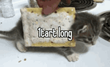 Poptart Cat GIF - Poptart Cat GIFs