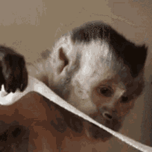 Monkeyphobic GIF
