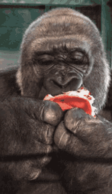 Gorila GIF - Gorila GIFs