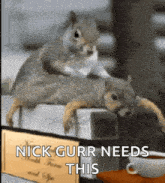 two squirrels are sitting on top of each other next to a sign that says nick gurr needs this