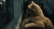 Sherlock Cat GIF - Sherlock Cat Train GIFs