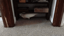 Hiding Parrot Hide And Seek GIF - Hiding Parrot Hide And Seek Under The Table GIFs