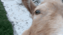 Goat Curious GIF - Goat Curious Wtf GIFs