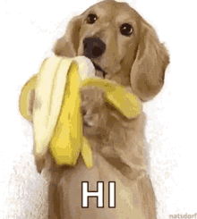 Hi Dog GIF - Hi Dog Banana GIFs