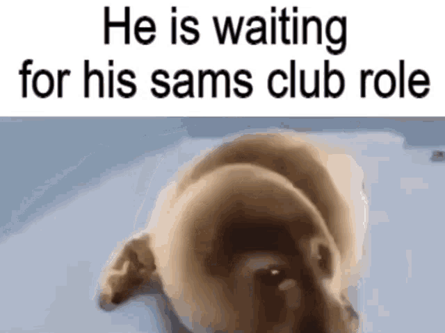 can you take a small dog into sams club