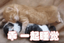 一起睡觉 GIF - Sleep Together Cat Kitten GIFs