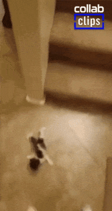 Cat Falling Down Stairs GIF - Cat Falling Down Stairs GIFs
