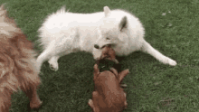 Samoyed Puppy GIF - Samoyed Puppy Cute GIFs