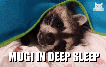 Mugi Raccoon Mugi In Deep Sleep GIF - Mugi Raccoon Mugi In Deep Sleep GIFs