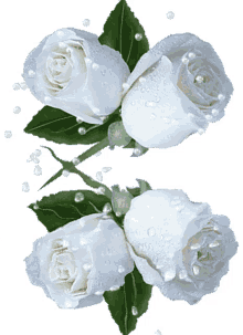 roses white