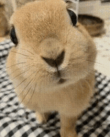 Rabbit Sniff GIF - Rabbit Sniff Bunny GIFs