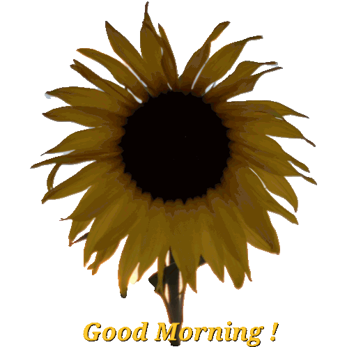 Good Morning Sunflower Sticker - Good Morning Sunflower Morning Greetings Stickers