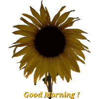 Good Morning Sunflower Sticker