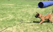 Malinois Puppy Training. GIF - Dog Puppy Attack GIFs