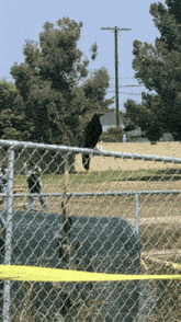 Great-tailed Grackle Magic Johnson Park GIF - Great-tailed Grackle Magic Johnson Park GIFs