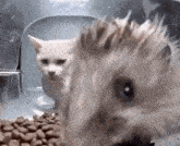 Keyboms Cat GIF - Keyboms Cat Hedgehog GIFs