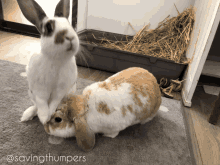 bunny rabbit bunneh bunnies rabbits