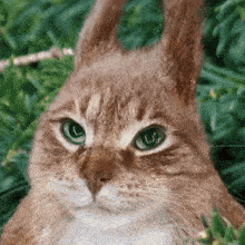 a close up of a cat looking like a rabbit