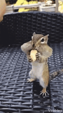 Viralhog Nuts GIF - Viralhog Nuts Nut Job GIFs
