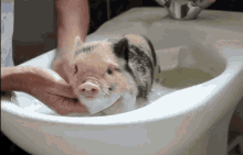 Piglet Bath GIF - Cute Adorable Pig GIFs