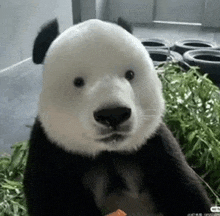 a panda bear is sitting in front of a pile of green leaves .