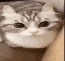 a close up of a cat 's face sitting on a bed looking at the camera .